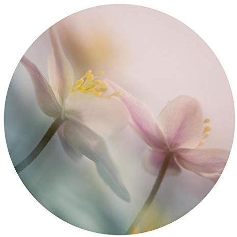 Runde Tapete selbstklebend - Buschwindröschen 50x50cm