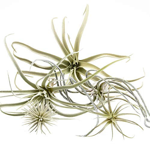 CHIVE Künstliche Luftpflanzen – Großpackung mit 5 Stück, groß – Ultra-realistische künstliche Tillandsien-Bromelienpflanzen – dekorative künstliche Sukkulenten für Zuhause und Büro Dekor – Keine