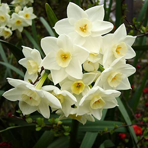 Saterkali Semillas de narciso, 800 piezas de bulbos de narciso doble de narciso mixto Semillas Planta de jardín de flores de primavera Semillas de narciso