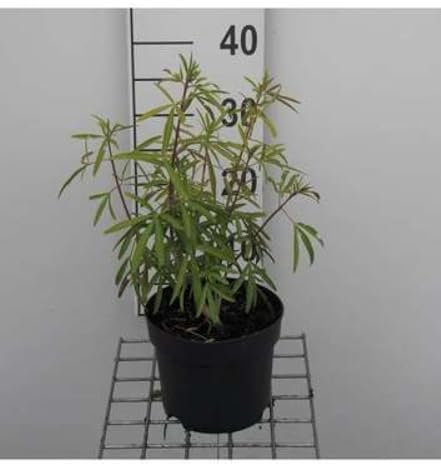 Choisya hybr. 'Aztec Pearl' - Oranger Du Mexique 25-30 cm en pot