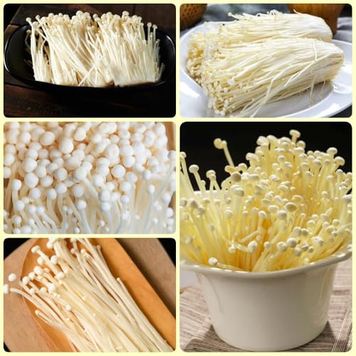 Semi di Enoki, semi di per da balcone resistenti per il giardino 400pcs