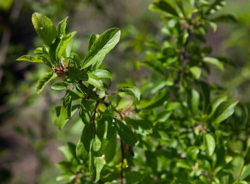 Schwarzdorn 125-150 cm Topf Prunus spinosa Heckenpflanze winterhart | Weiße Blüte März-April, buschiger Wuchs 200-300 cm, sonnig bis halbschattig, Hecke und Windschutz, essbare Früchte