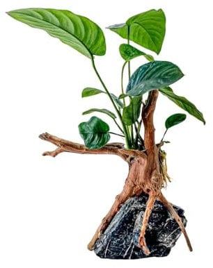 AquaOne Anubias barteri Pflanze auf Moorkienwurzel mit Seiryu Stein Aquariumdekoration Wasserpflanze Wurzel Gestein Mini Landschaft Aquascaping pflegeleicht