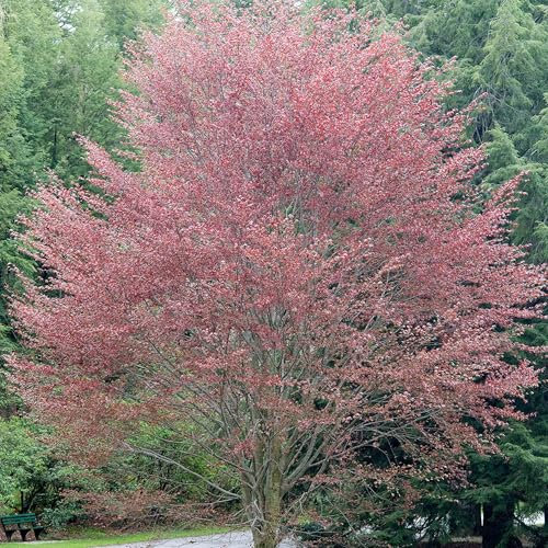 Pianta vera di Fagus sylvatica Riversii