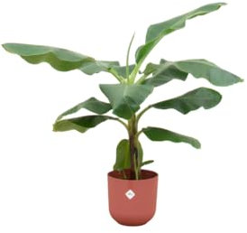 Pianta di banano (Musa), compresa l'elho Jazz Round red - 90-100cm - Ø23cm - Pianta d'appartamento - Set completo - Pianta con vaso