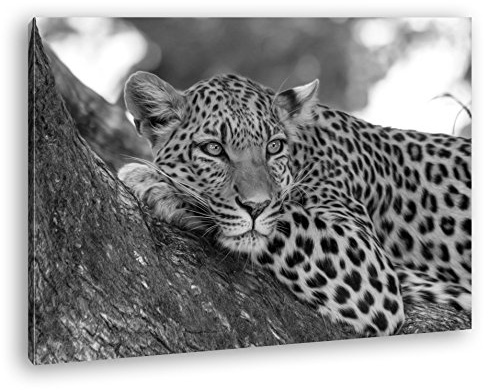 deyoli liegender Leopard Effekt: Schwarz/Weiß im Format: 80x60 als Leinwandbild, Motiv fertig gerahmt auf Echtholzrahmen, Hochwertiger Digitaldruck mit Rahmen, Kein Poster oder Plakat