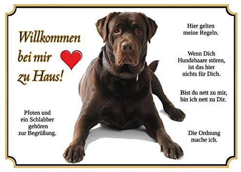 Hundeschild - brauner Labrador Retriever - Willkommen - Metallschild, DIN A3