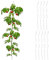 Relaxdays Spiralstäbe Tomaten, 10er Set, Tomatenrankhilfen verzinkter Stahl, Tomatenstäbe, Ø 5 mm, 90 cm lang, Silber