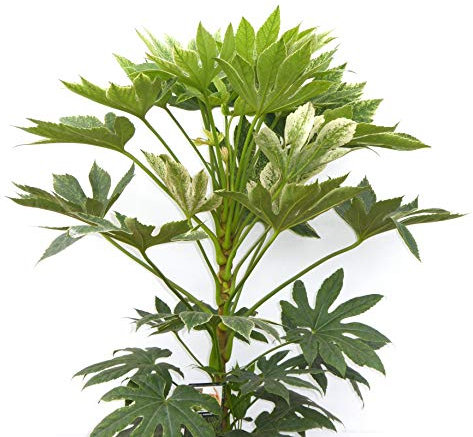 Fatsia Japonica Spiders Web - Variegated Fatsia Plants. Planted in a large 7.5 litre/26cm Pot.