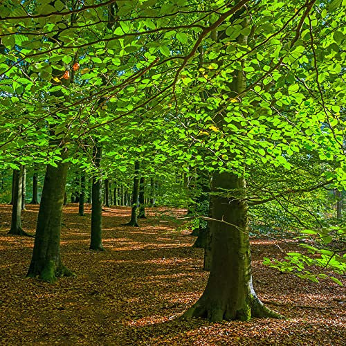 Acquista faggio europeo, semi di fagus sylvatica, serie di piante rare, di piante decorative per il giardino Acquista alberi semi di piante salate di semi vaso per 150 Pezzi