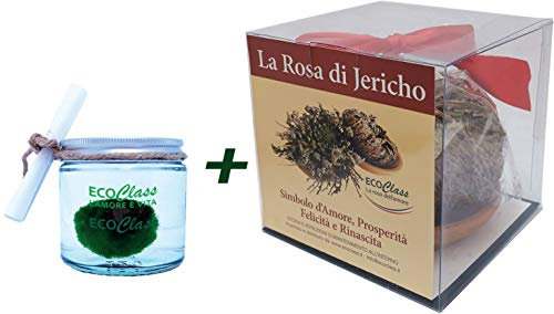 Jericho und Marimo Rose