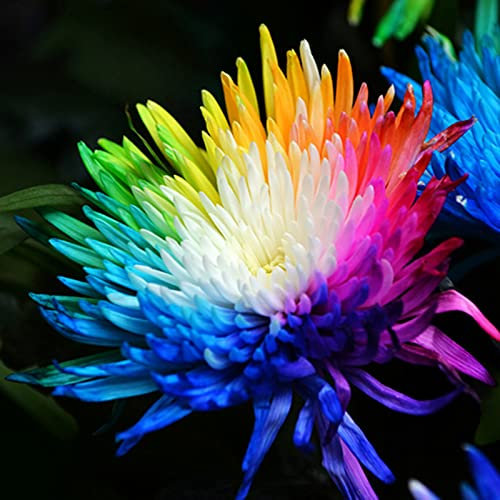 Generic 20 Unids/bolsa Semillas de Crisantemo Arcoíris Color Brillante Semillas de Plantas Decorativas Raras Prolíficas para Patio Instrucciones Completas de Plantación para Plantar Semillas de