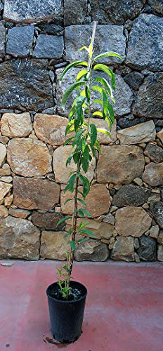 Pianta di pesche Albero pesco Tabacchiera - Imballaggio speciale protettivo