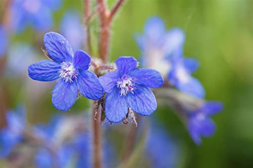 Anchusa azurea ca. 11x11 cm Topf - Ochsenzunge, leuchtend blaue Blüten, Blütezeit Mai-Juli, bienenfreundlich, ideal für naturnahe Gärten, pflegeleicht
