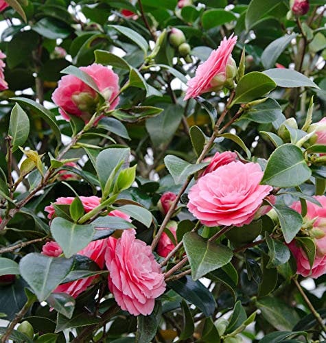 Kamelie Mrs Tingley 40-60cm - Camelia japonica