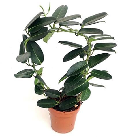 Planta STEPHANOTIS, Jazmin de Madagascar. 25-30 cm. El Stephanotis embellece, purifica el aire, aromatiza y crea un ambiente natural relajante.