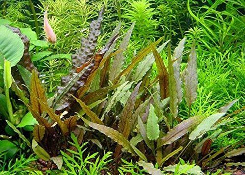Cryptocoryne beckettii - Aquarium Plants