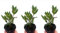 Pack de 3 plantas aromáticas de Laurel, 15-20 cm. Laurus nobilis. Arbusto perenne con hojas aromáticas, usadas en cocina y medicina. Segura Garden.