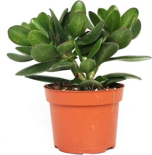 pcmoviles Arbol de Jade: Grassula Ovata en maceta de 8.5cm. Una planta que va más allá de la estética, siendo una purificadora del aire que transforma tu espacio en un refugio saludable