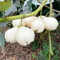 75 pcs Syzygium samarangense samen säulenobstbäume winterfeste pflanzen für balkon dekoration wohnzimmer pflanztopf gartenarbeit bonsai bäumchen kaufen baumsamen exotische früchte