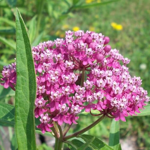 Semi di Asclepias curassavica - fiori resistenti Semi di erbe aromatiche da balcone piante in contenitore vaso per piante giardino di fiori fiori da balcone decorazione floreale del 350pcs
