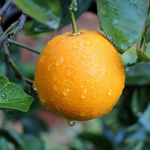 Pianta vera di Arancio biondo Washington - Diametro Vaso Fitocella 15cm