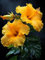 Hibiskus Rhizome, Winterhart,Winterhart MehrjäHrig,GroßE Und Bunte Blumen,Vier-Jahreszeiten-Pflanzen, Hibiskus,Topfpflanzen, Hibiskus Pflanzen-2Rhizome-C