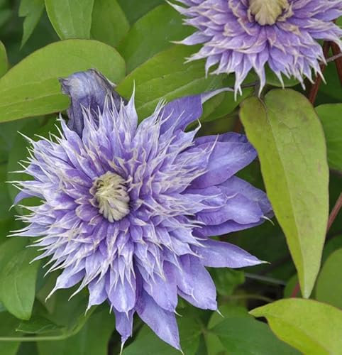 Waldrebe Kokonoe® 40-60cm - Clematis viticella