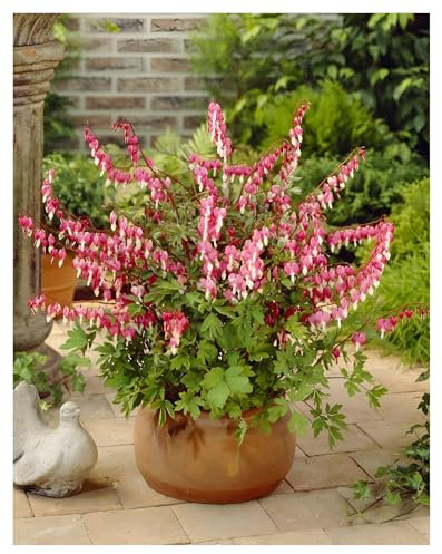 1 x Dicentra spectabilis (Stauden/Staude/Mehrjährig/Winterhart) Tränendes Herz - Rosa Rot - Romantische Blüten in herzförmiger Perfektion - Seltenheit - Rarität - von Stauden Gänge