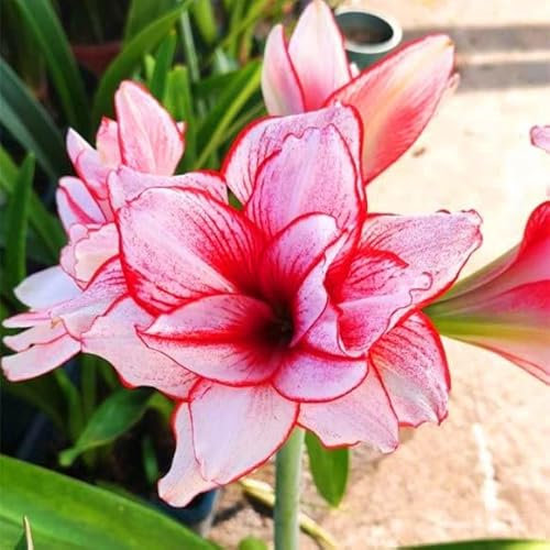 2 Amaryllis Zwiebel Steckzwiebeln Kaufen Weihnachten Amaryllis Zwiebeln Winterhart Mehrjährig Winterharte Pflanzen Für Garten Balkon Winterharte Pflanzen Zierblumen Hydroponik Blumenzwiebeln -R23