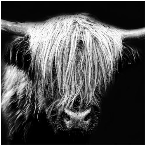 Wallario Glasbild Highlander in schwarz-weiß - 30 x 30 cm Wandbilder Glas in Premium-Qualität: Brillante Farben, freischwebende Optik