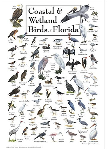 Earth Sky + Water - Coastal & Wetland Birds of Florida - Poster