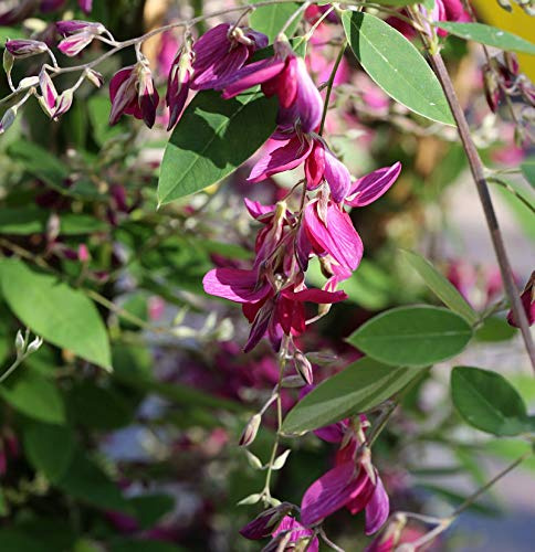 Buschklee 30-40cm - Lespedeza thunbergii - lebende Gartenpflanze aus den Baumschulen