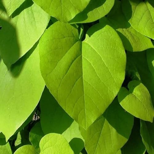 Pfeifenwinde - Aristolochia macrophylla (= A. durior) - 50-60 cm Topf