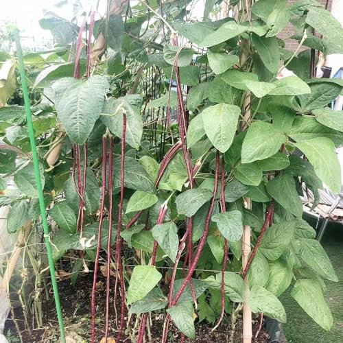 150 piezas metro de semillas de frijol espárrago - Balcón hortalizas semillas bancal elevado balcón (Vigna unguiculata) jardín de flores de invernadero interior verduras frescas, plantas
