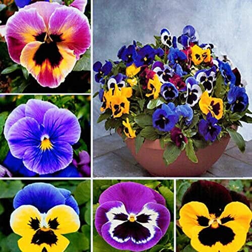 Saterkali Semi di viola del pensiero, 100 pezzi di semi di viola del pensiero colorato perenne mini bonsai vaso di viole del pensiero per cortile
