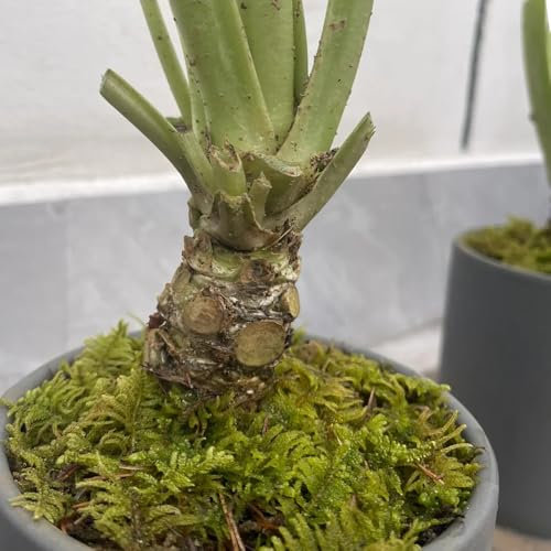 150 pcs Wasabi Samen exotische pflanzen winterhart Eutrema wasabi, Wasabi Pflanze, geschenke für gartenfreunde, kräuter küche indoor kräutergarten, zimmerpflanzen samen alte gemüsesorten