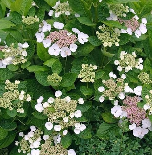 Bauernhortensie Libelle 40-60cm - Hydrangea macrophylla - lebende Gartenpflanze aus den Baumschulen