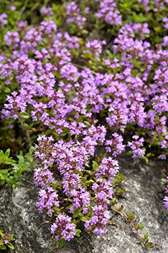 Creeping Thym, Breckland (Graines de thym serpolet