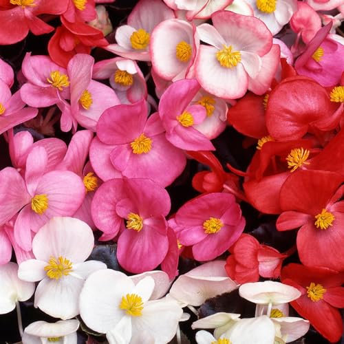 Perfect Plants - Wax Begonia Plants Bronze Leaf Mix - 6 Pack Bedding Plants - Garden Ready Plants