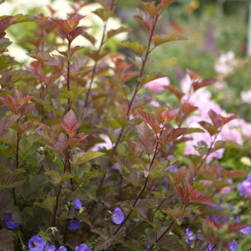 GARTEN SCHLÜTER® Fasanenspiere 'Lady in Red®' - im 5 Liter Topf - 60-100 cm | Physocarpus opulifolius - dekorative Pflanze mit weißen Doldenblüten - rotes Laub beim Austreiben - bienenfreundlich