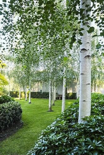 Betulla bianca alba Betula pendula h.125/150 cm Vivaio di Castelletto