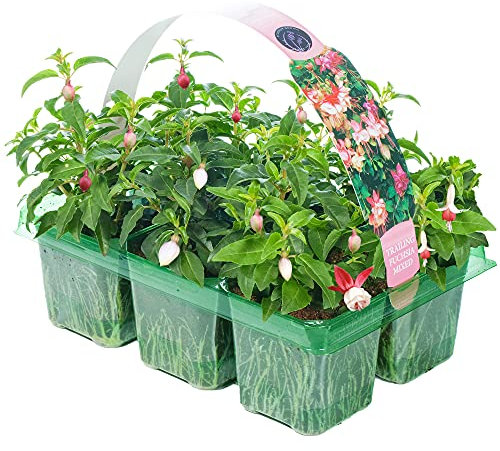 Fuchsia Mixed Variety Hanging Basket Plants for Borders Containers (6 Pack)