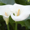 Bulbos Calas Colores Bulbos Calas Gigantes Bulbos De Calas De Colores, Novato, JardíN, Calas Plantas, Calas Gigantes Bulbos De Calas, Zantedeschia Aethiopica Calas Bulbos -8bulbos-A