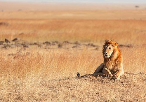 wandmotiv24 Papiers peints Lion Africa animaux S 200 x 140cm - 4 pièces Papiers peints photo, peinture murale, papiers peints à motifs, papiers peints intissés Savane, prédateur, nature M0515