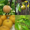 Sand PEAR Nashi-Birne 5,10 Seeds