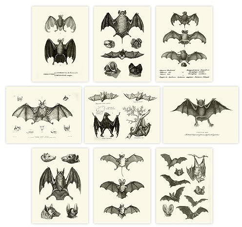 Fledermäuse Wanddekoration/Vintage Halloween-Dekor, Halloween Posters/Science Art, Gift for Bat Lovers & Creepy Anatomical Picture Poster Print Set of 9 Gotische Raumdekoration (8x10 Inches)