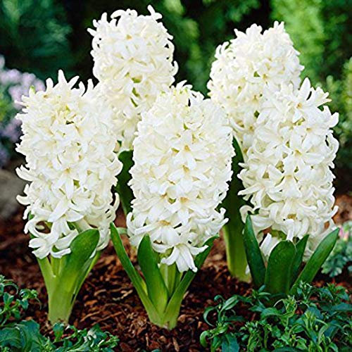 Benoon Semillas De Jacinto, 300 Piezas/Bolsa Semillas De Jacinto Ecológico Fácil De Plantar Semillas De Flores Frescas De Jacinto Para El Hogar blanco Semillas de jacinto