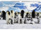 Pinguinzauber DIN A3 Immerwährender Kalender Pinguin - Seelenzauber