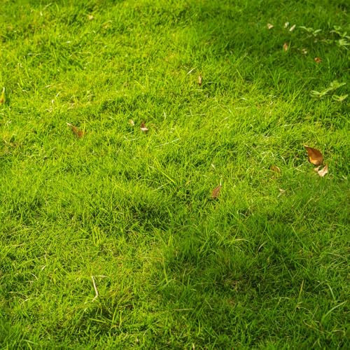 10000 pcs Rasensamen, Rasensaat, blumensaat, balkonpflanzen winterhart mehrjährig Zoysia Samen, Grassamen, pflanzen samen indoor, pflanzen winterhart kräuterlinge pflanzensamen blumenwiese,